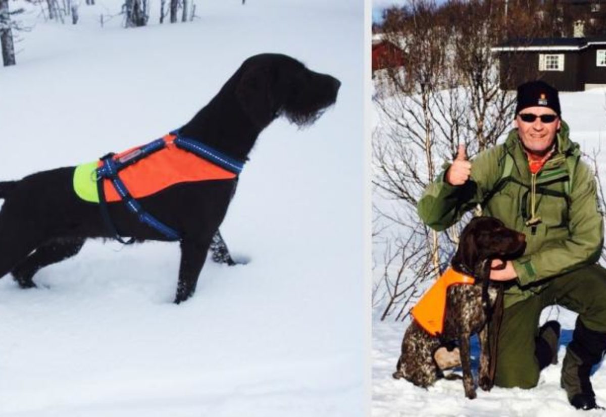 Årets vinterhunder i NVC 2015
