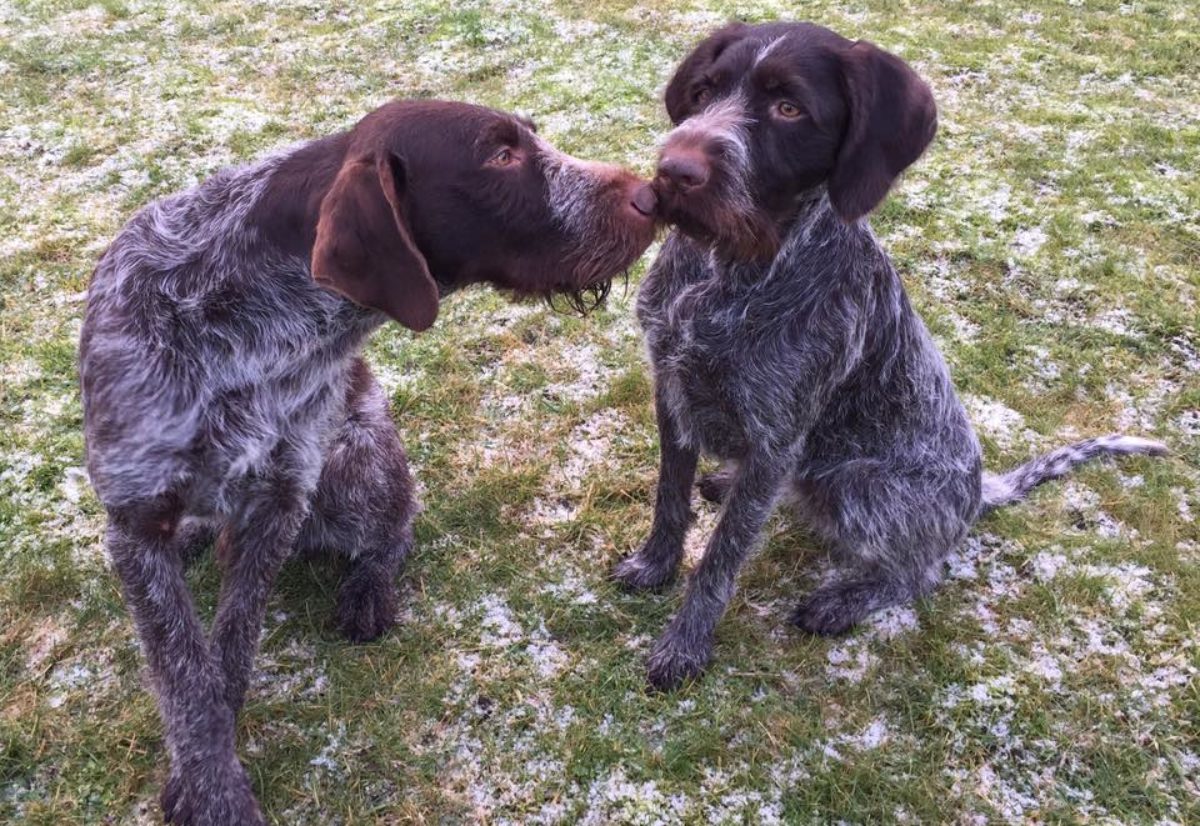 Parring: Nye skjema fra avlsrådet