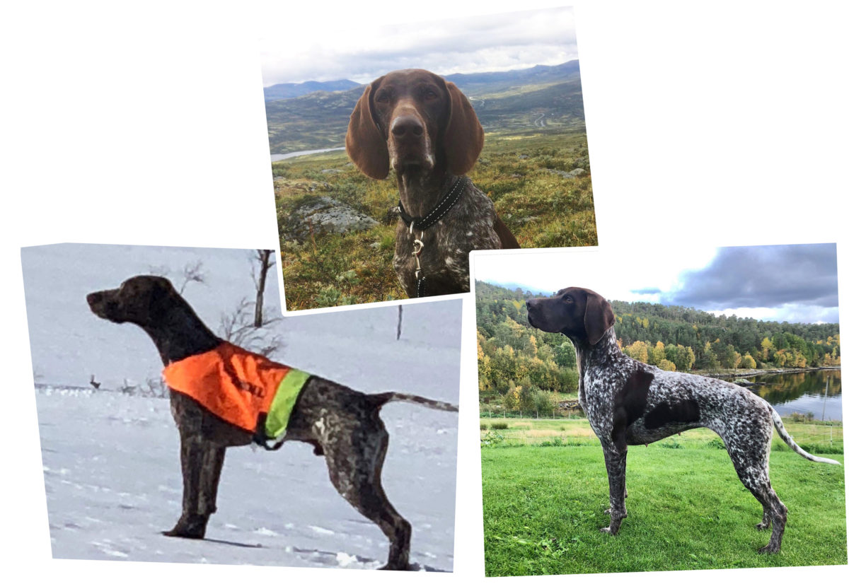 Hunder med 1. premie i Møre og Romsdal