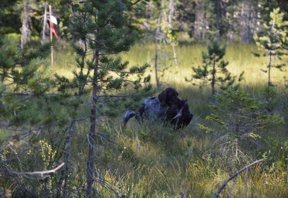 Treningssamling på Gjeddevasskoiene vel gjennomført