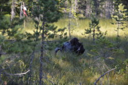 Treningssamling på Gjeddevasskoiene vel gjennomført