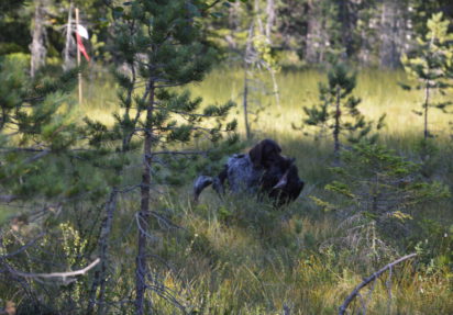 Treningssamling på Gjeddevasskoiene vel gjennomført