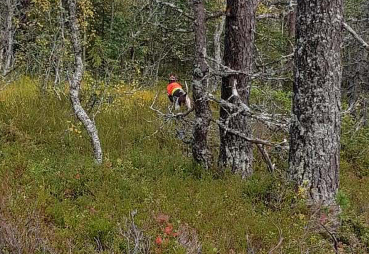 Skogsfuglprøve Holleia 7.-8. nov