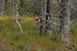 Skogsfuglprøve Holleia 7.-8. nov