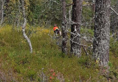 Skogsfuglprøve Holleia 7.-8. nov