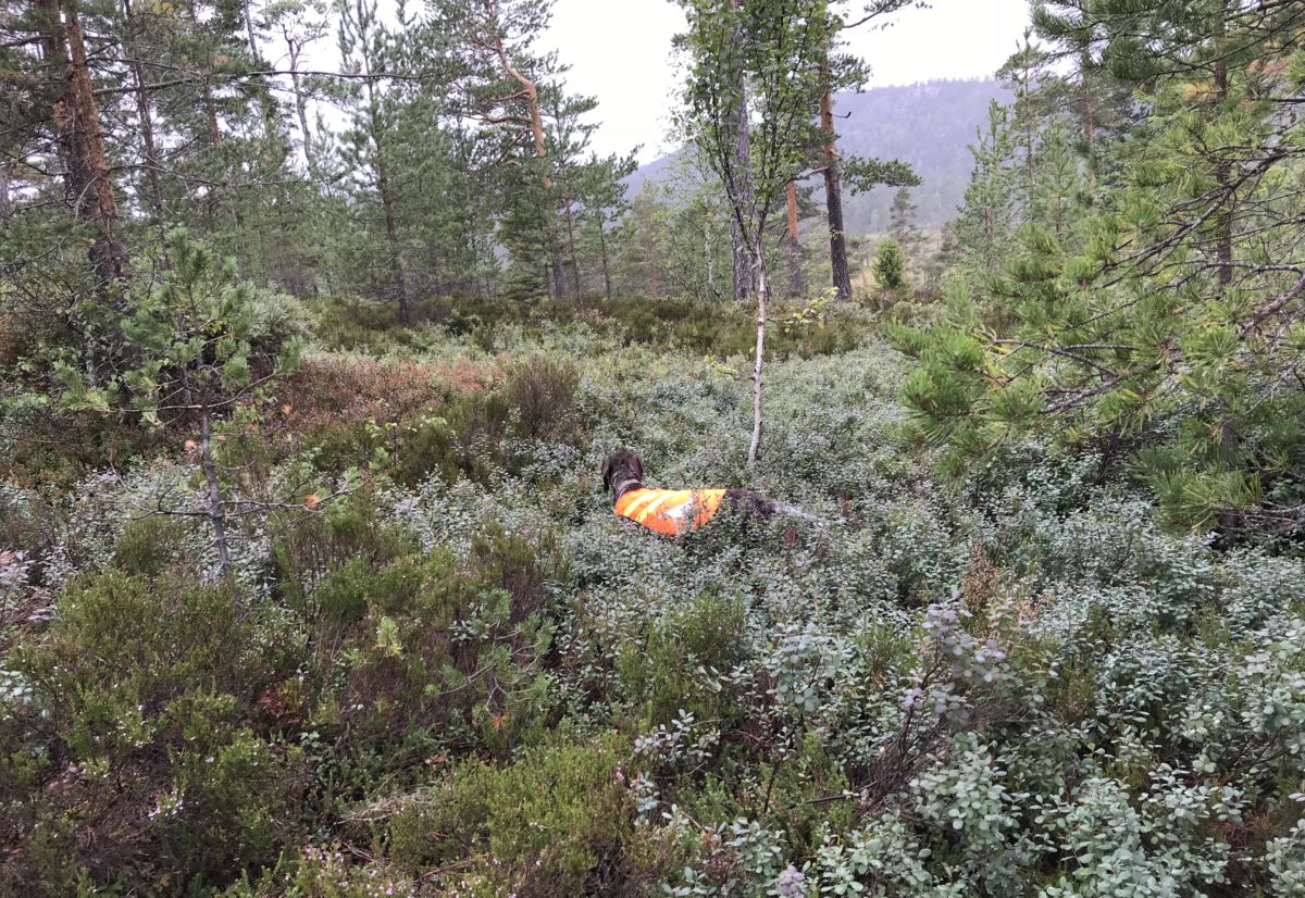 Skogsfugl- og fullkombinert i Troms