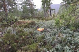 Skogsfugl- og fullkombinert i Troms