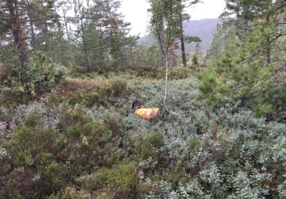 Skogsfugl- og fullkombinert i Troms