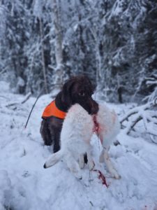 Årets AK hund i FinnmarkSV Speldraget`s Jaktlykke