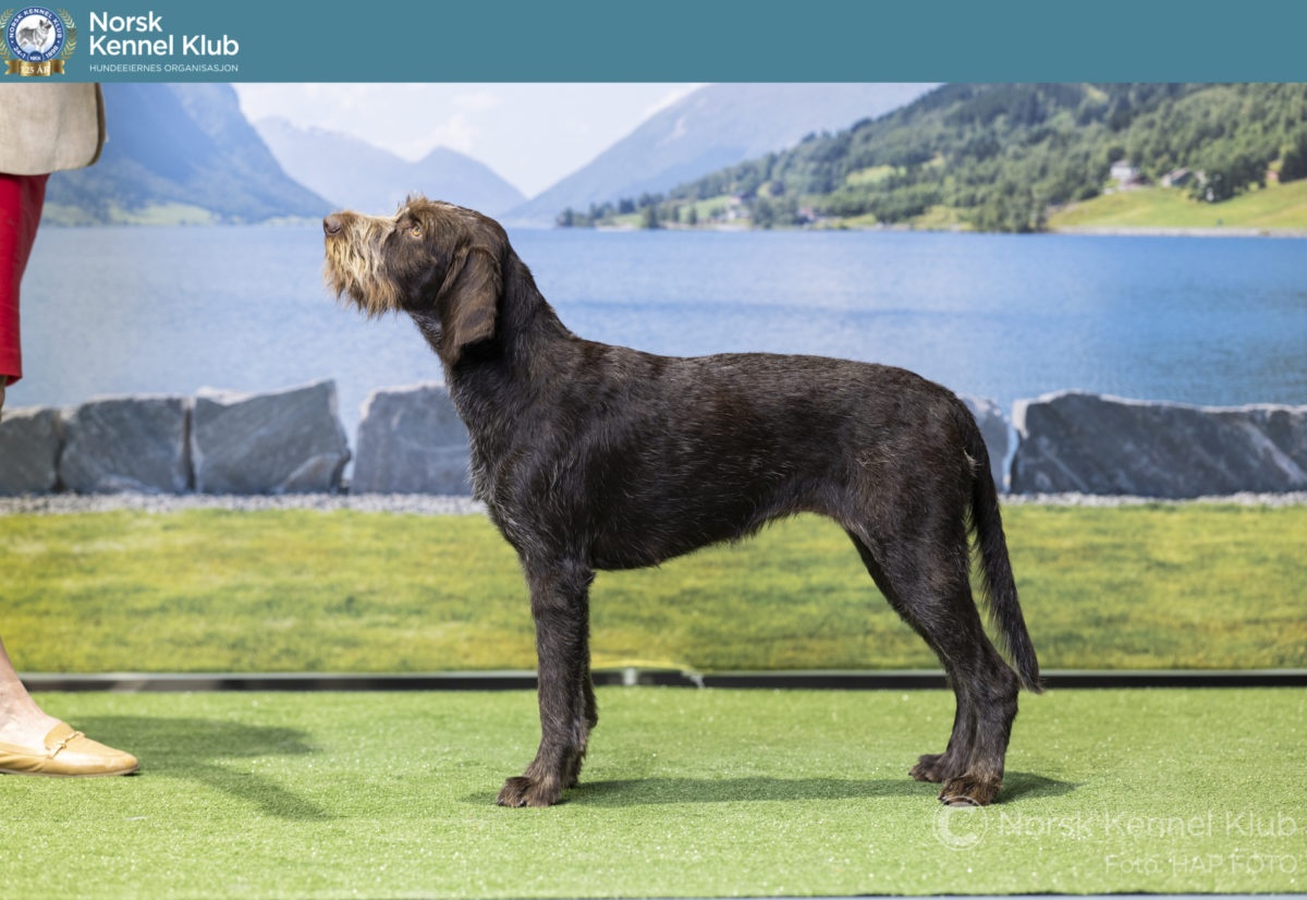 Vakreste utstillingshunder 2025