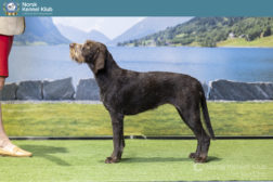 Vakreste utstillingshunder 2025