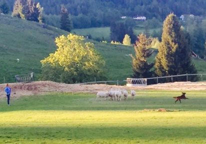 Aversjonsdressur sau – Trøndelag