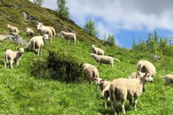 Aversjonsdressur sau NVK Buskerud  – etter ferien