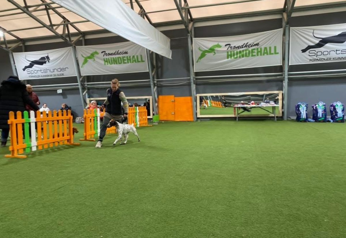 Valpekurs og dressurkurs