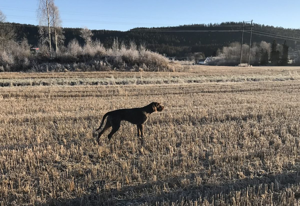 Webinar med Peter Marino Nilsson