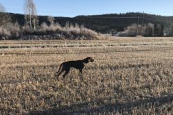 Webinar med Peter Marino Nilsson