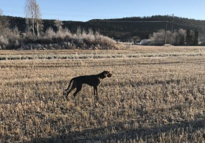 Webinar med Peter Marino Nilsson