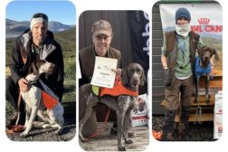 Årets hunder 2025 i NVK og NVC