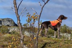 Treningssamling på Arnøya