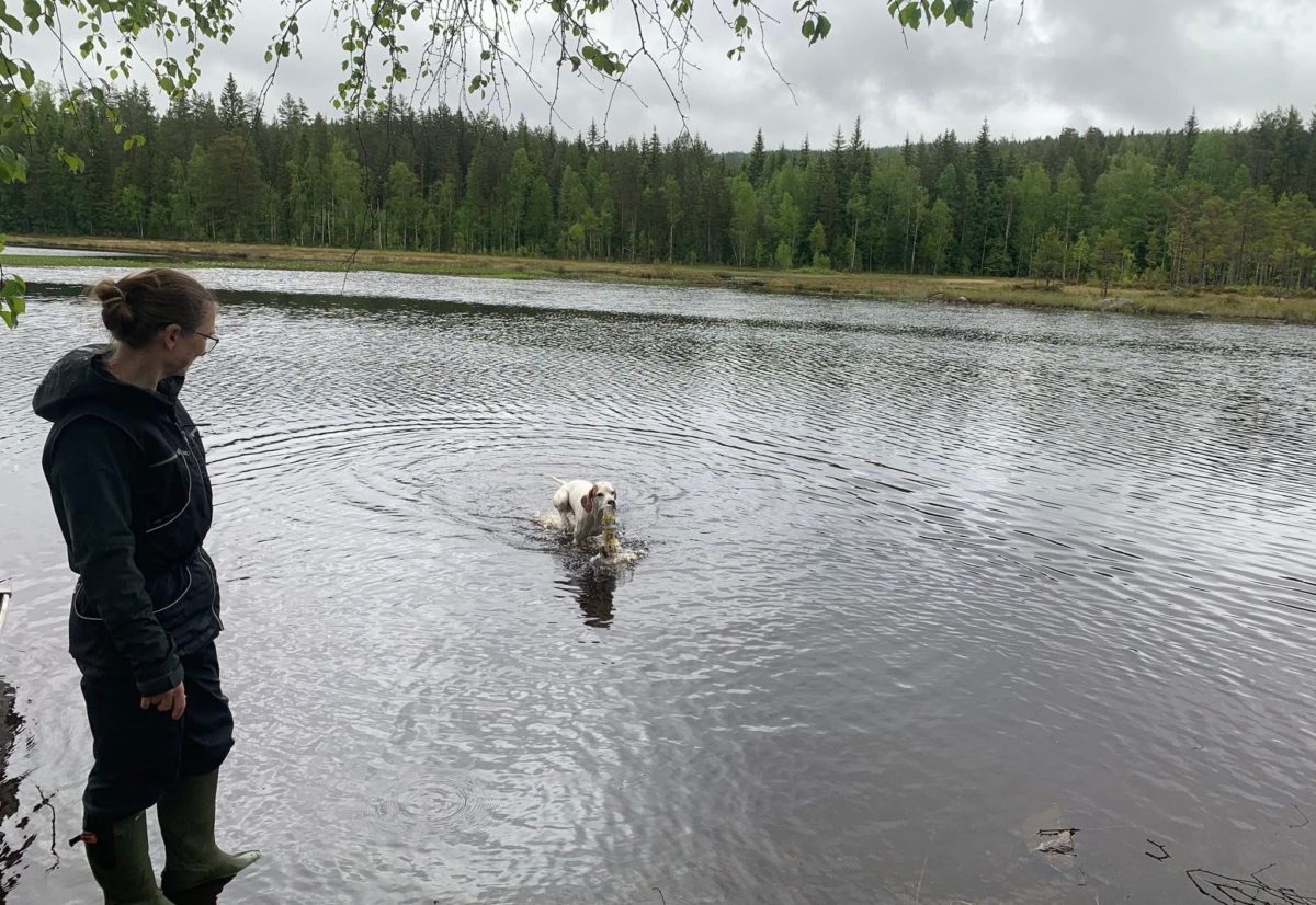 Apportprøvekurs og noe grunndressur
