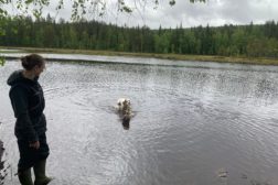 Apportprøvekurs og noe grunndressur