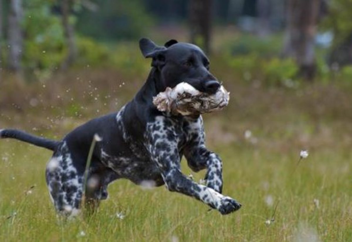 APPORTPRØVEKURS (29.)-30.-31. mai 2026.