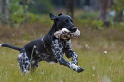 APPORTPRØVEKURS (29.)-30.-31. mai 2026.