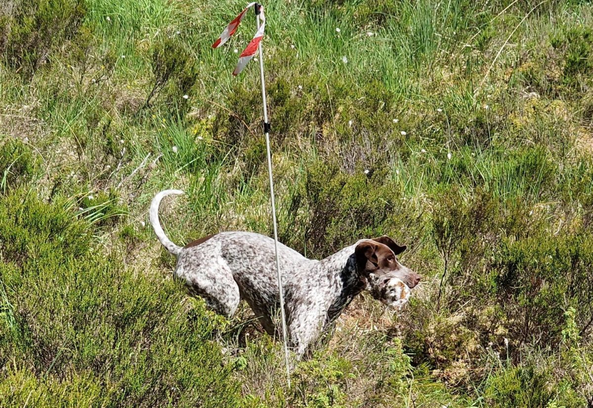 FELLESTRENING APPORT FRAMNES