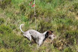 FELLESTRENING APPORT FRAMNES