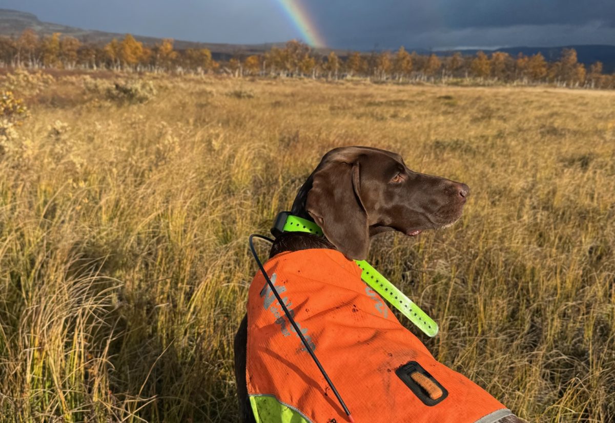 Eksklusiv trening hos Femund jakt og fuglehund skole 12-13 august