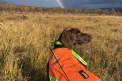 Eksklusiv trening hos Femund jakt og fuglehund skole 12-13 august