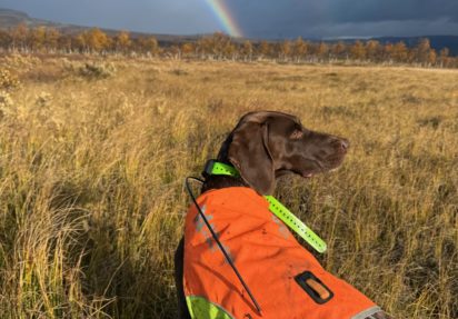 Eksklusiv trening hos Femund jakt og fuglehund skole 12-13 august