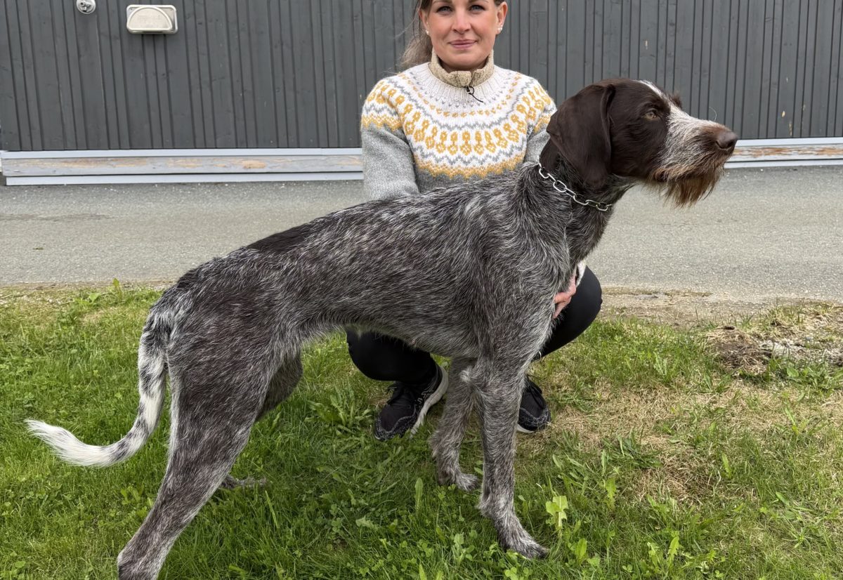 Flott hund på utstilling i Hattfjelldal
