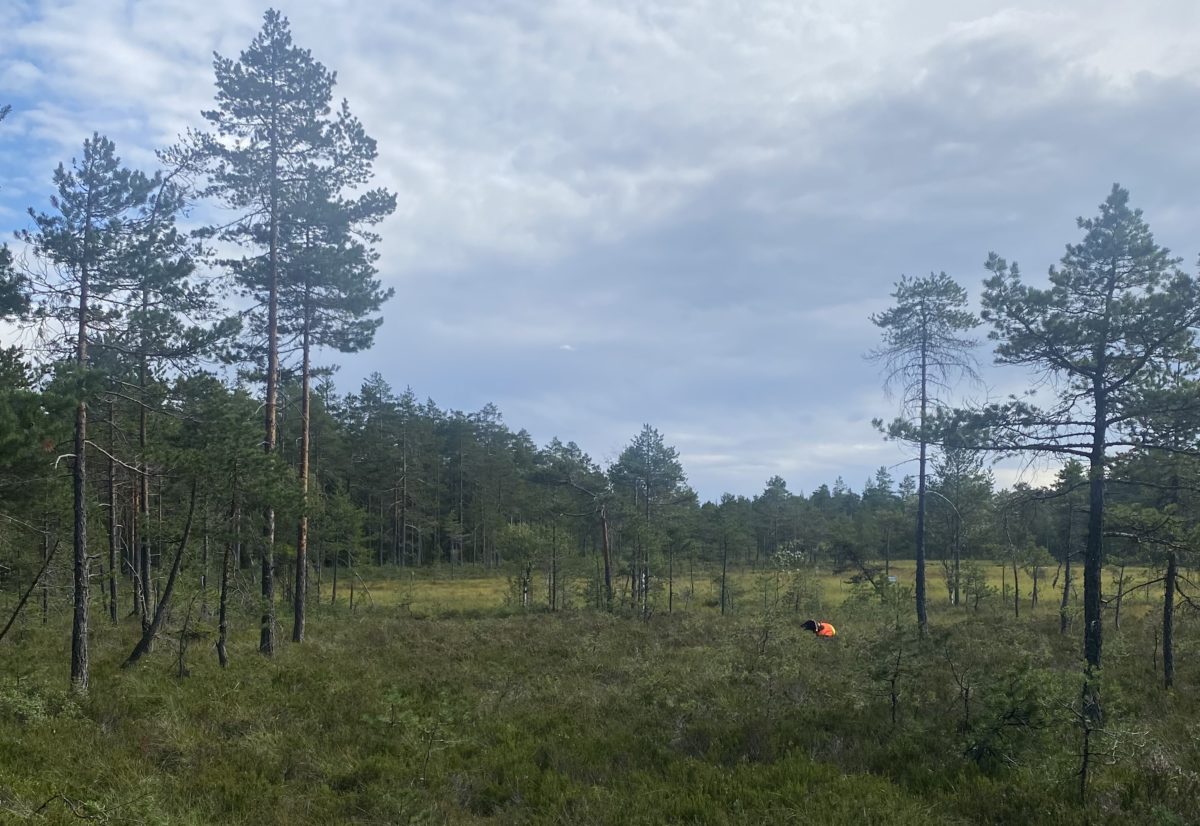 Høstens skogsfuglkurs arrangeres mandag 28. september
