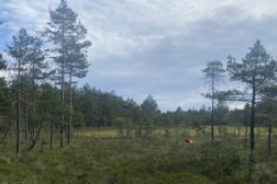 Høstens skogsfuglkurs arrangeres mandag 28. september