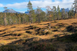 Klubbens deltakere i NM skog i Dividalen