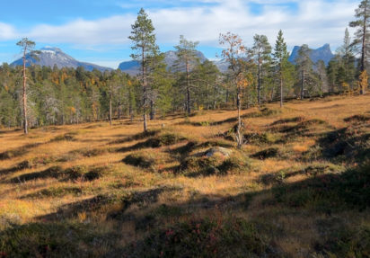 Klubbens deltakere i NM skog i Dividalen